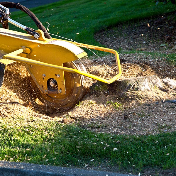 grinding tree stump with grinder