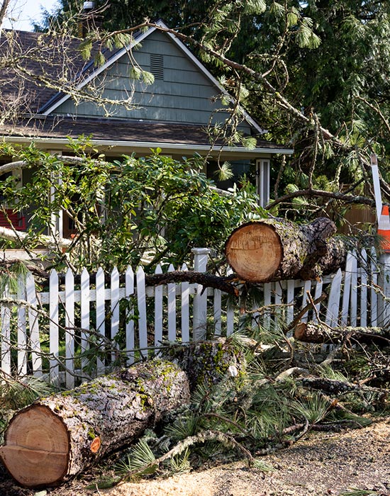 fallen tree in the front yard